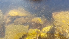 Glandirana emeljanovi