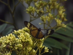 Actinote melanisans