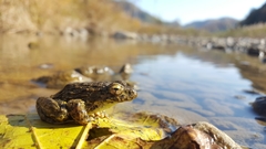 Glandirana emeljanovi