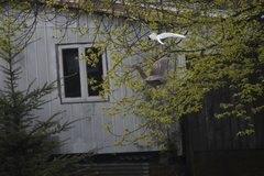 Nycticorax nycticorax obscurus