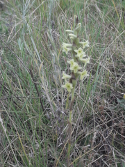 Dichromanthus michuacanus