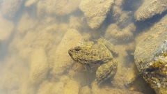 Glandirana emeljanovi