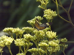 Actinote melanisans