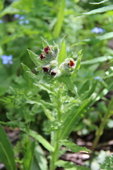 Nonea intermedia