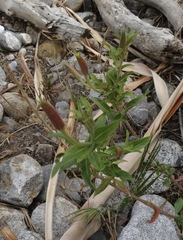 Oenothera rosea