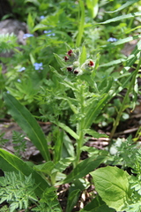 Nonea intermedia