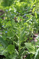 Nonea intermedia