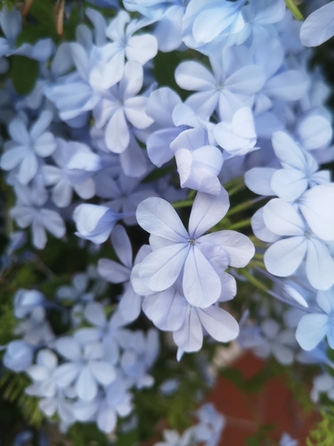 blue plumbago