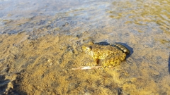 Glandirana emeljanovi