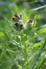 Nonea intermedia