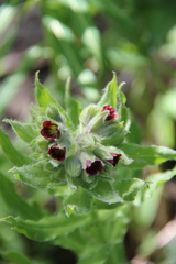 Nonea intermedia
