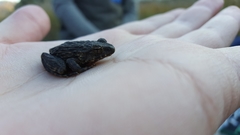 Glandirana emeljanovi