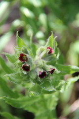 Nonea intermedia