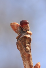 Neuroterus vesicula