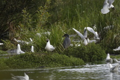 Nycticorax nycticorax obscurus