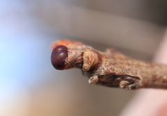 Neuroterus vesicula