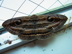 Spirama retorta