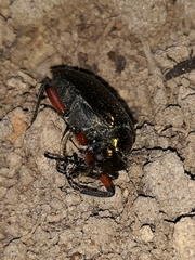 Pomphopoea
