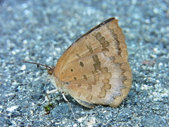 Arhopala japonica