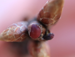 Neuroterus vesicula