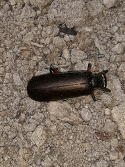Pomphopoea