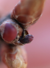 Neuroterus vesicula