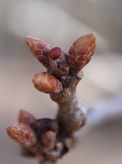 Neuroterus vesicula