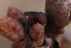 Neuroterus vesicula