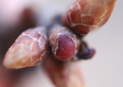 Neuroterus vesicula