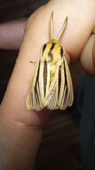 Acantharctia latifasciata
