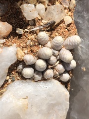 Anacampseros papyracea