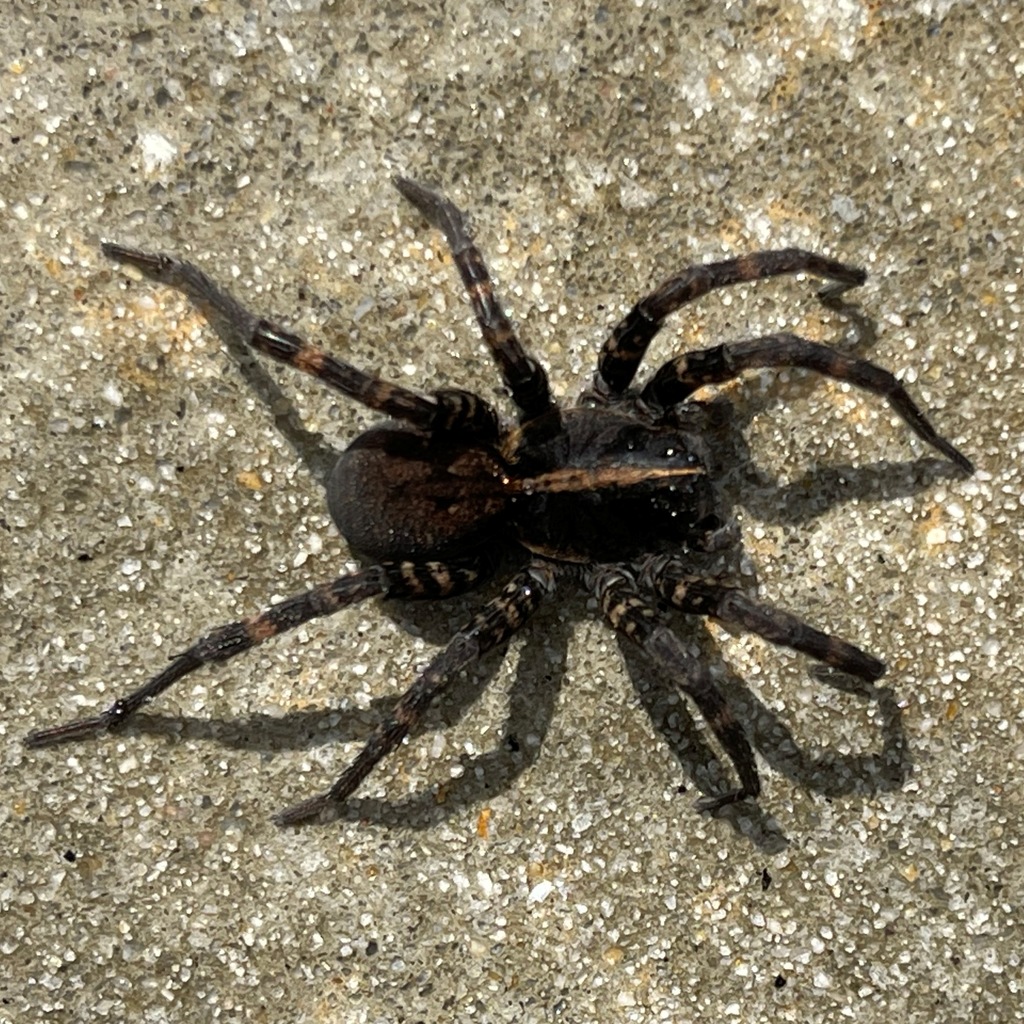 Georgia Wolf Spider in March 2021 by cmciv. Photo by mom. · iNaturalist