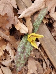 Erythronium umbilicatum