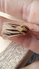 Acantharctia latifasciata