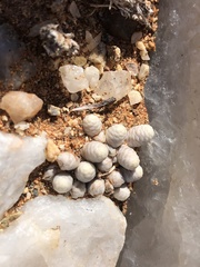 Anacampseros papyracea