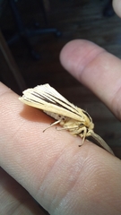 Acantharctia latifasciata