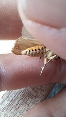 Acantharctia latifasciata