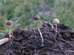 Conocybe pubescens
