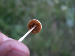 Conocybe pubescens