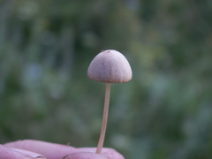 Conocybe pubescens