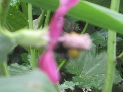 Bombus robustus