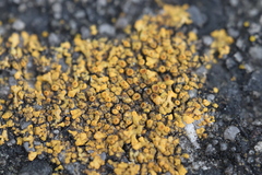 Flavoplaca flavocitrina