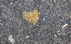 Flavoplaca flavocitrina