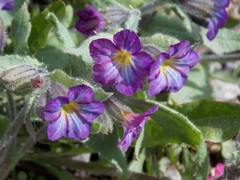 Nonea versicolor