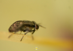 Stictomyia longicornis