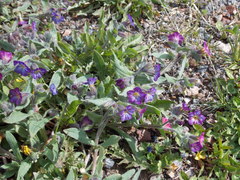 Nonea versicolor