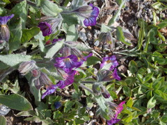 Nonea versicolor