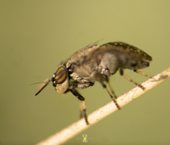 Stictomyia longicornis