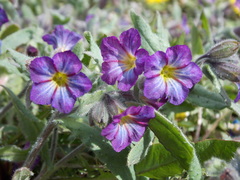 Nonea versicolor