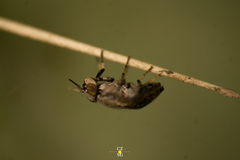 Stictomyia longicornis
